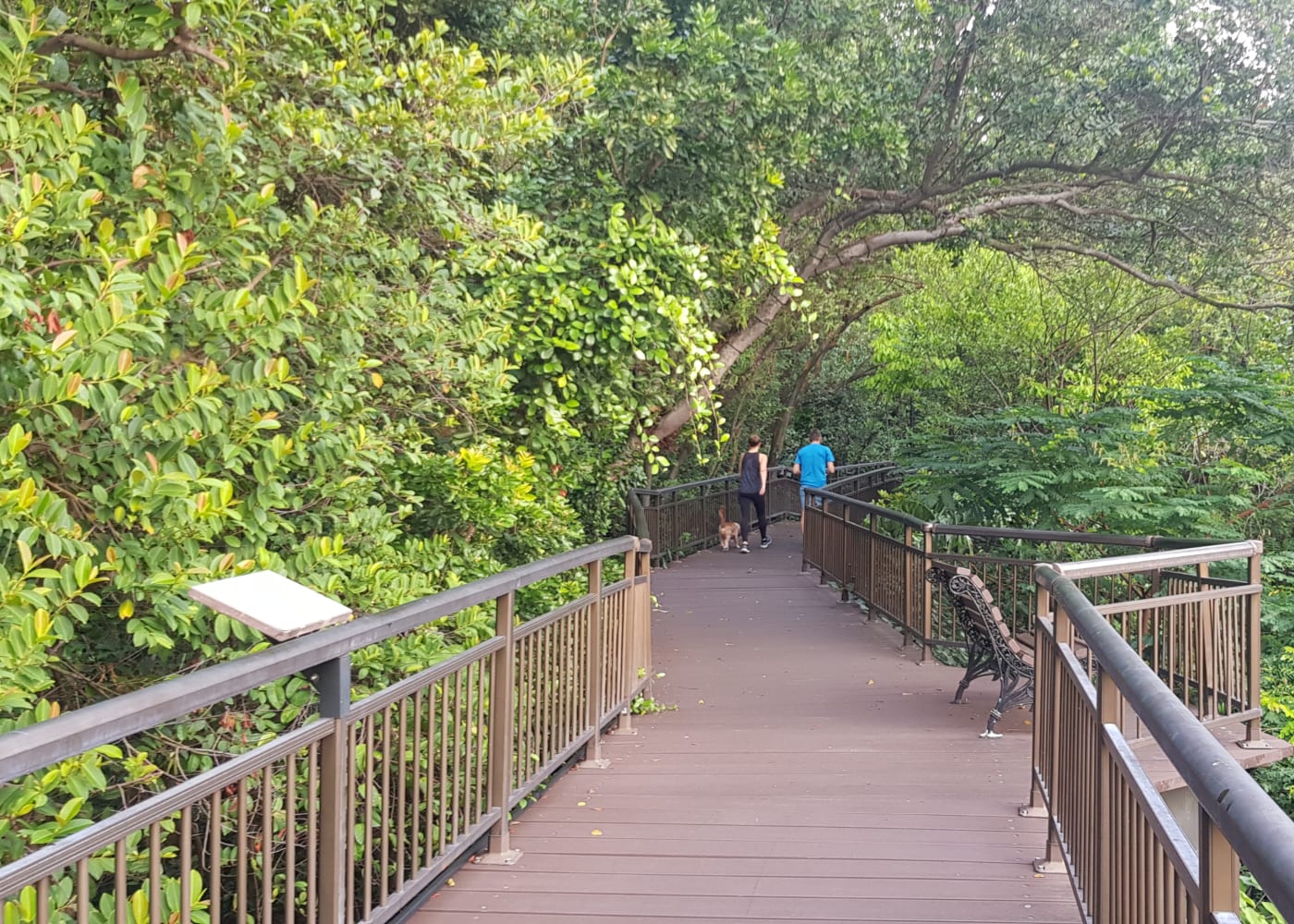 canopy walk kent ridge park