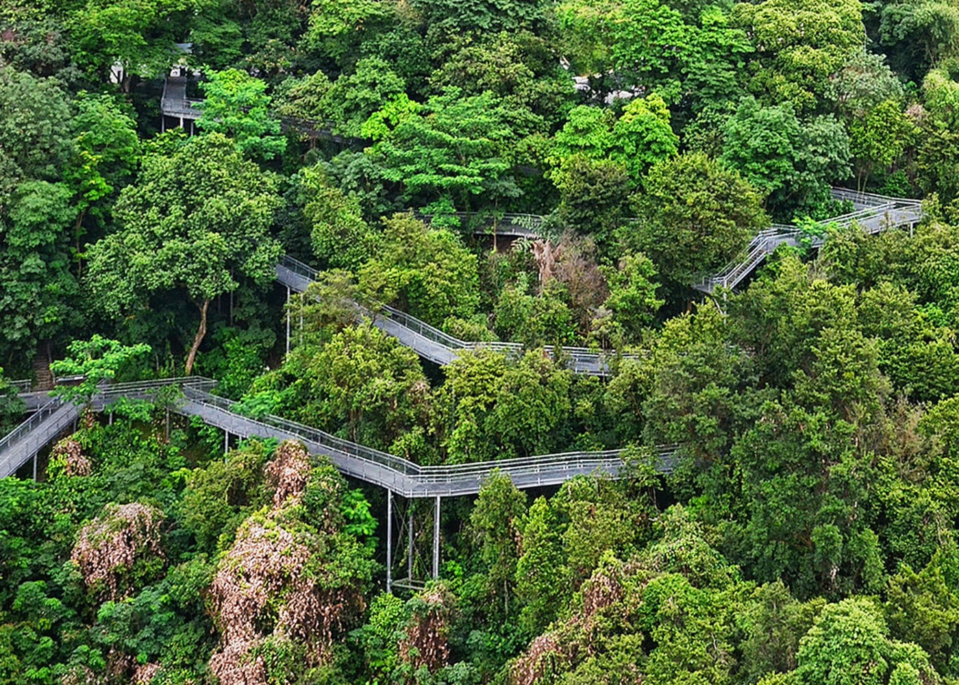 southern ridges forest walk