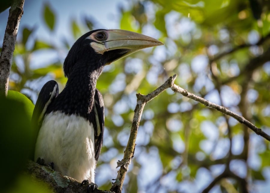 Sungei Buloh Wetland Reserve in Singapore