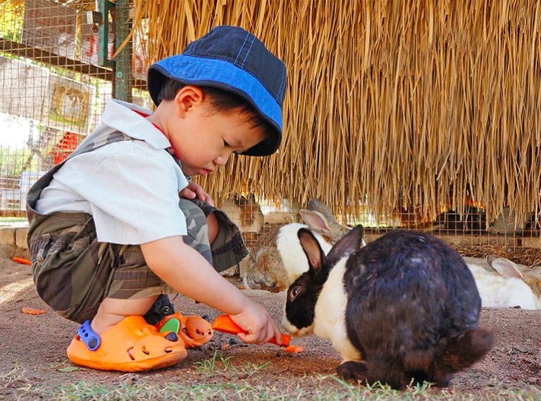 Farm visits in Singapore to check out with the kids