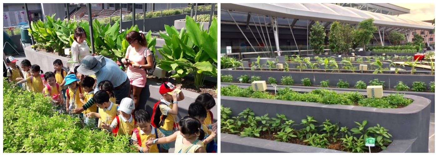 Our Tampines Hub Eco-Community Garden