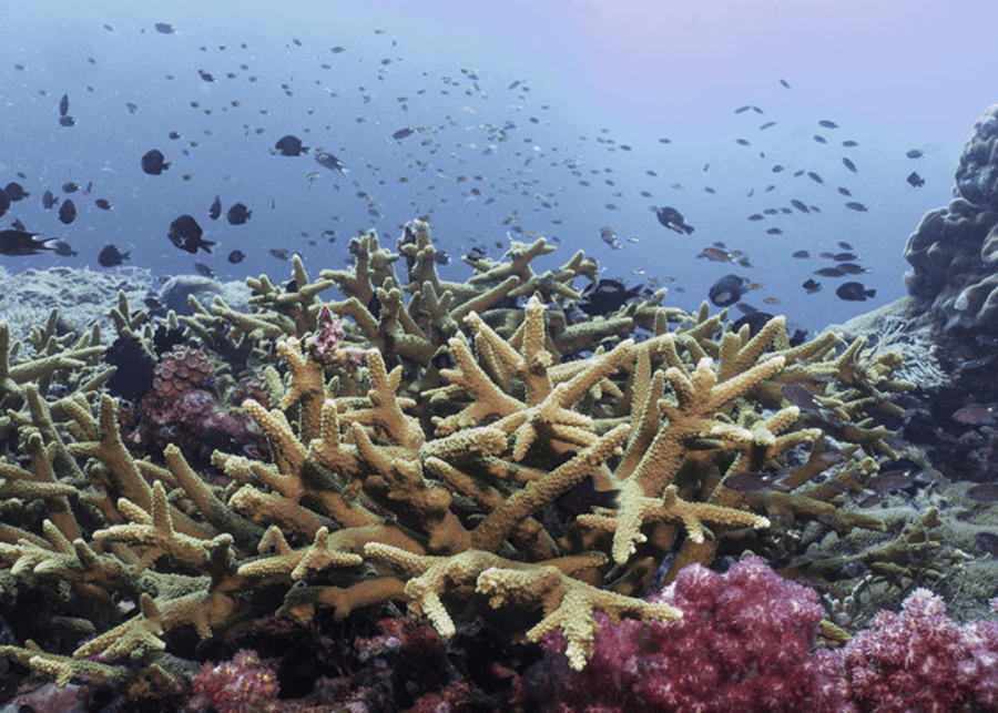 Batu Batu diving