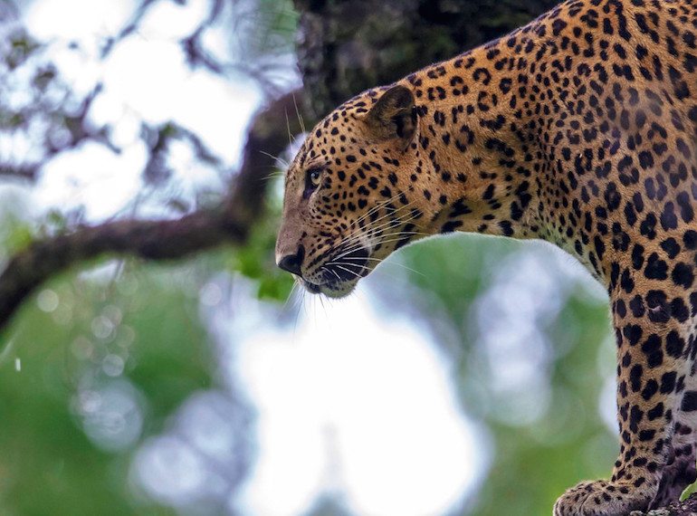 Yala National Park in Sri Lanka