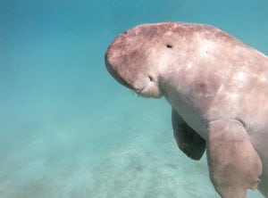 Weird and wonderful wildlife in Singapore: where to see dugongs, otters and crocodiles