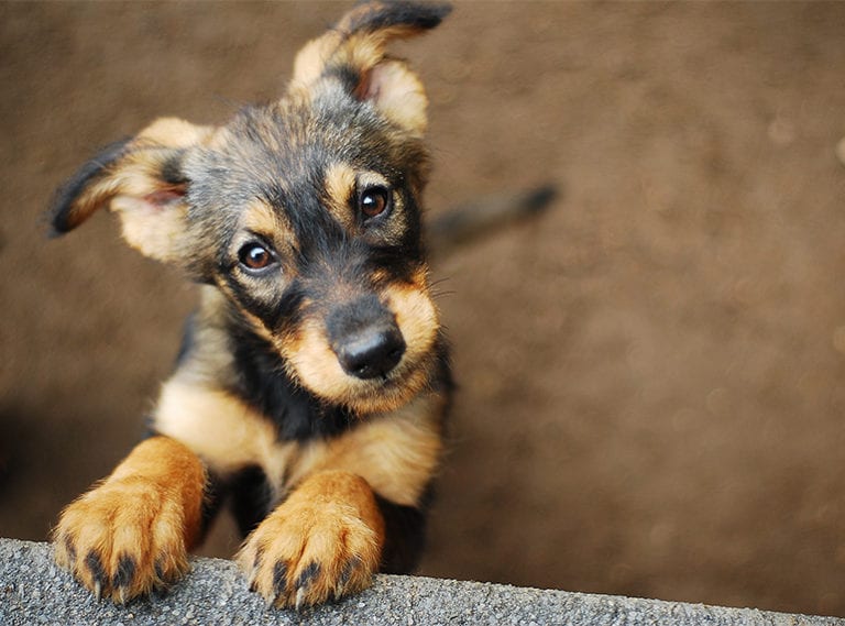Adopting a pet in Singapore: where to rescue a dog, cat or small animal