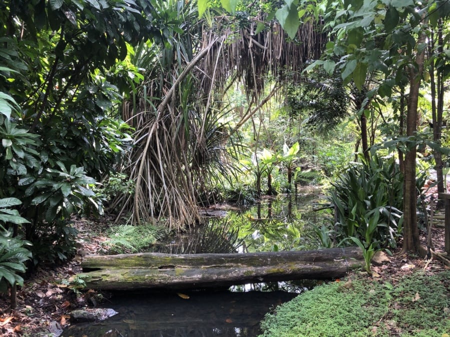 singapore botanic gardens jacob ballas children's garden