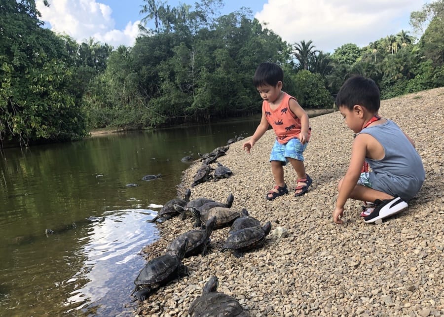 singapore botanic gardens eco lake