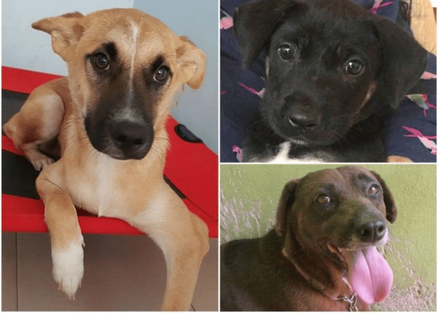 three different dogs adopting a pet in singapore