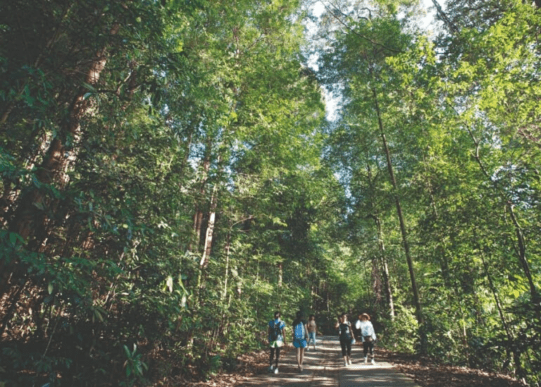 Hiking in Singapore top 10 trails for adults & kids HoneyKids Asia