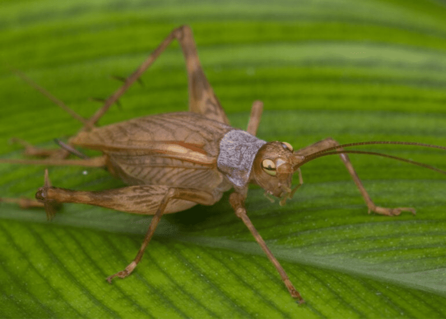 Cricket spotted at Dairy Farm Nature Reserve hiking trail in Singapore