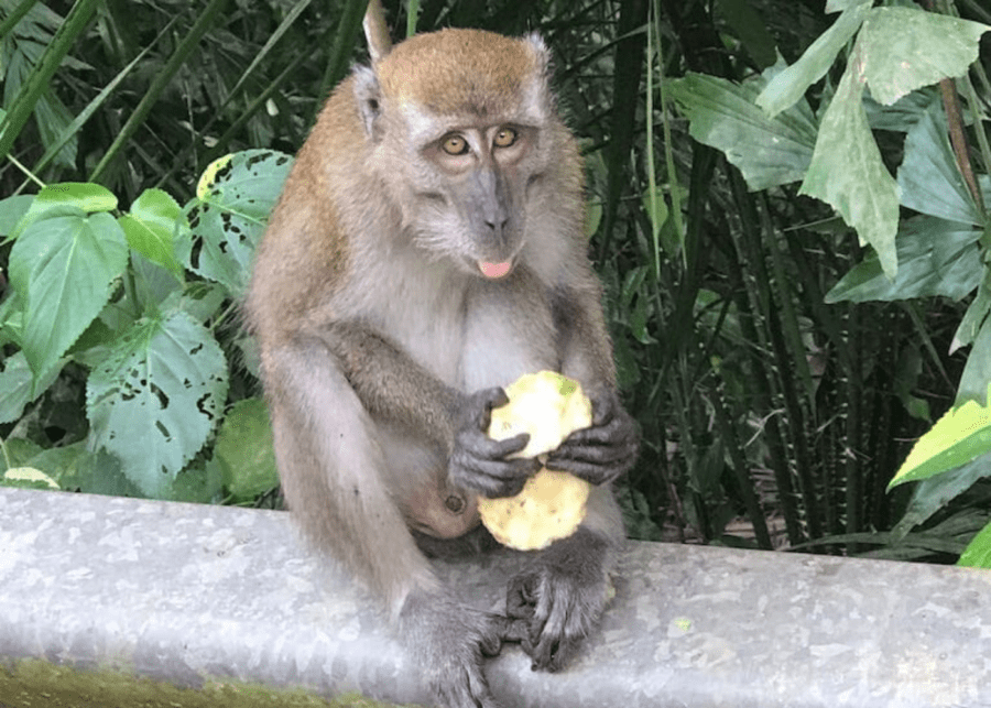 Macaques | Singapore's wildlife