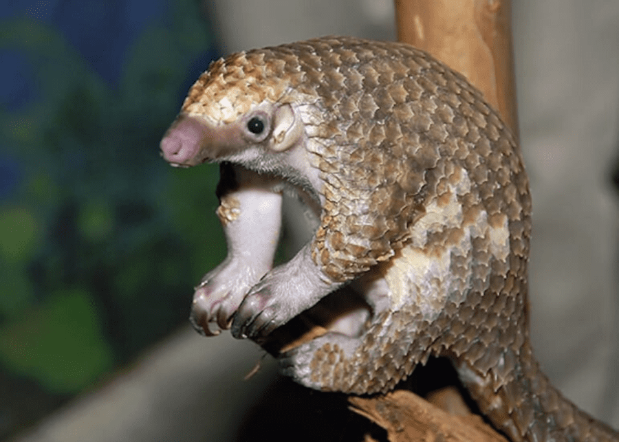 Pangolin | Singapore's wildlife