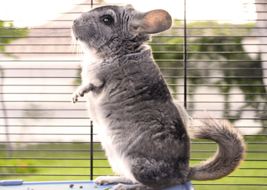 Chinchillas | Small pets for small people