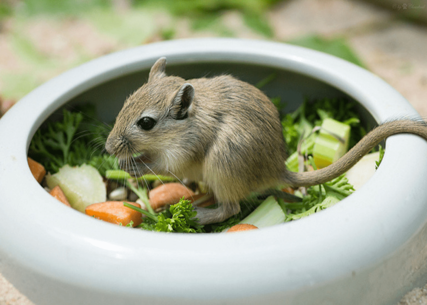 gerbil house pets