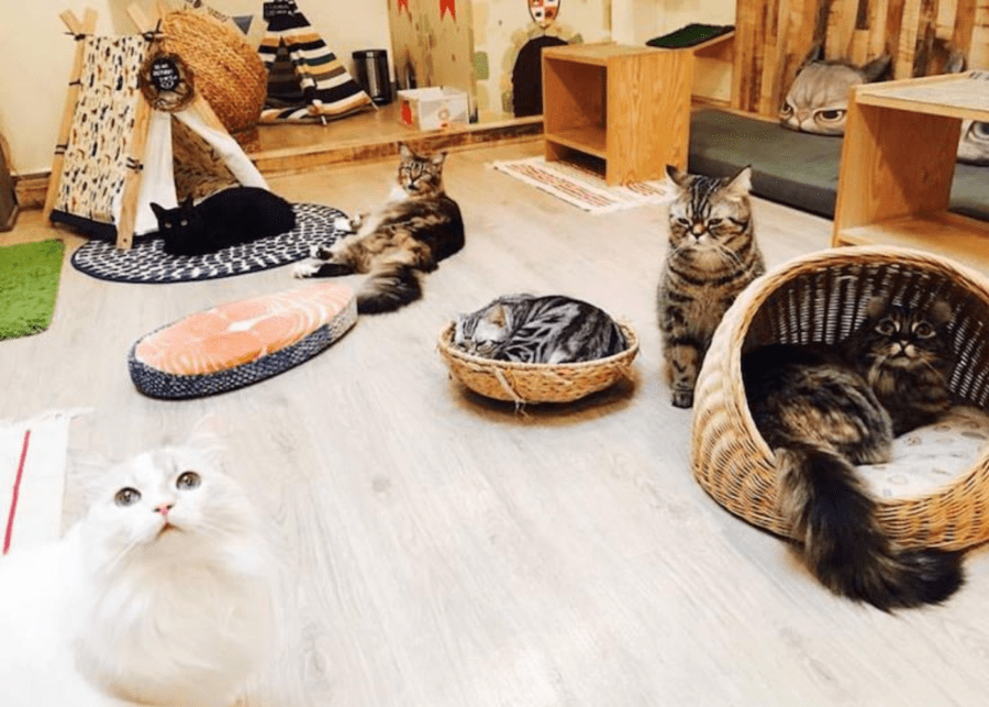 meomi cat cafe