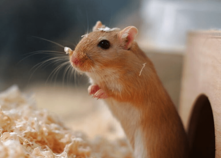 Mice | Small pets for small people