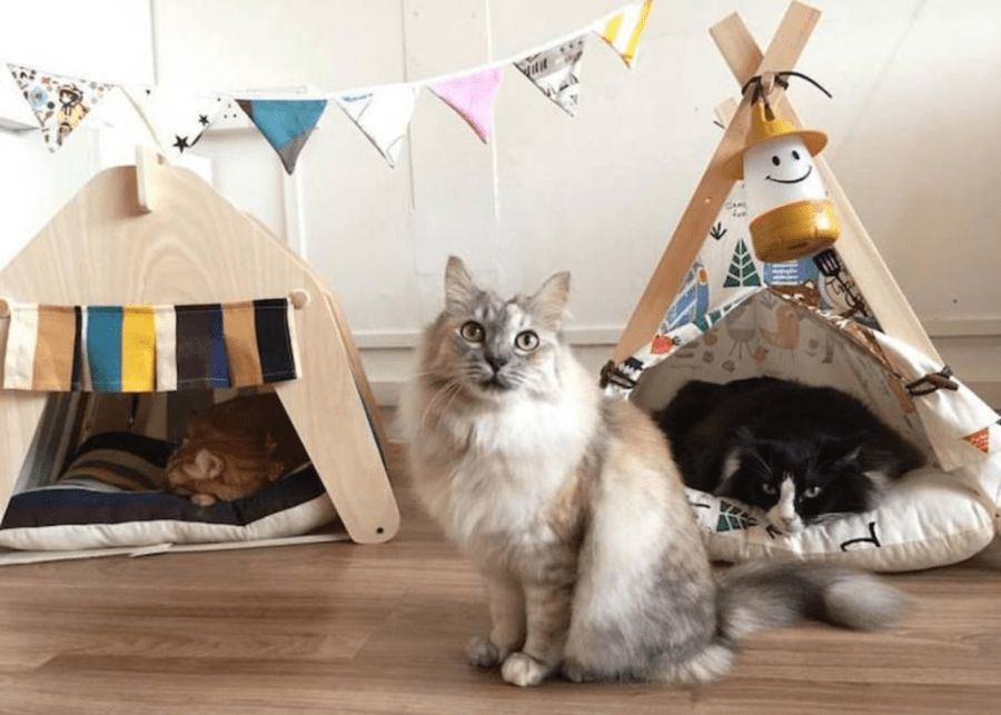 Dog and cat cafes in Singapore  hang out with a furry 