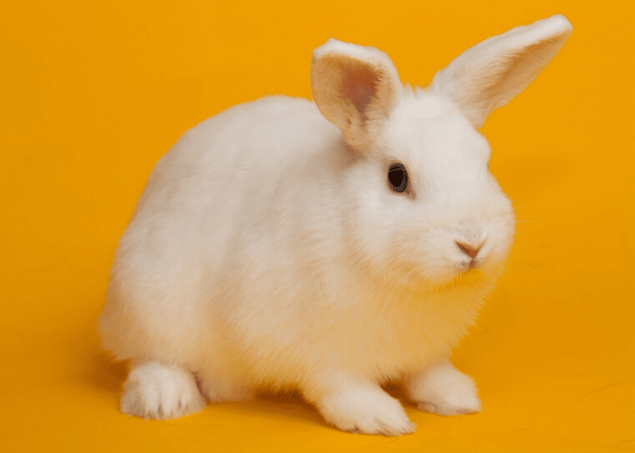 rabbit small pets for small people