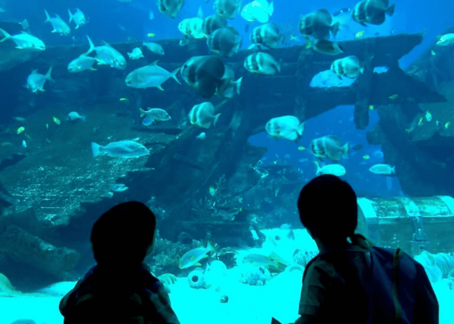 things-to-do-singapore-aquarium