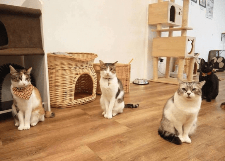 The best dog and cat cafes in Singapore HoneyKids Asia