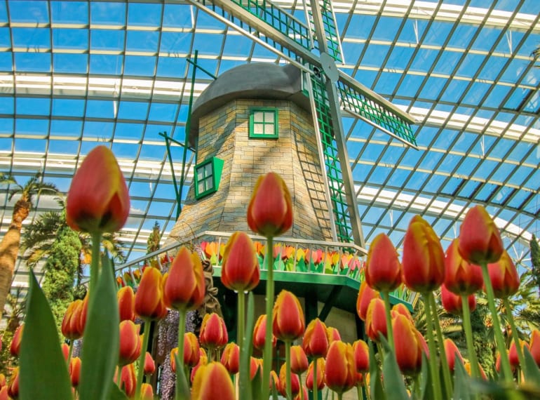 tulipmania museums and exhibits Honeykids Asia Singapore