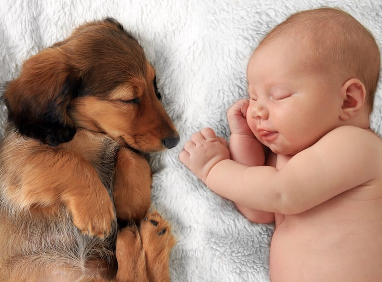 How to introduce my new baby to my dog HoneyKids Asia