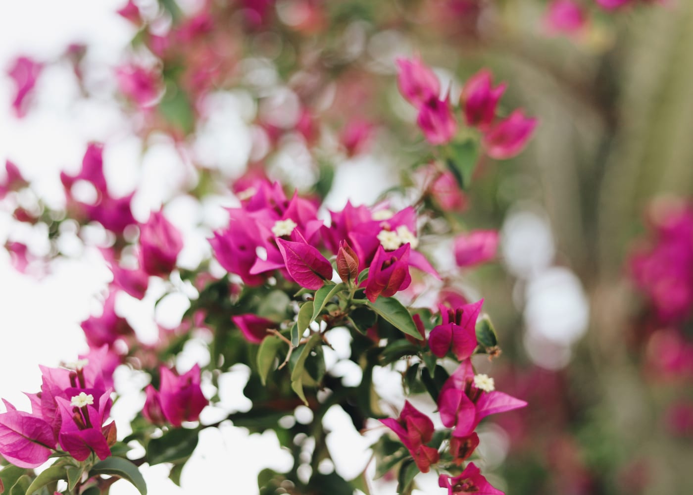 bougainvillea plant