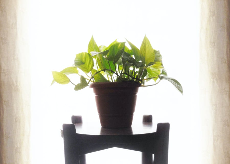 Money plant | Indoor plants