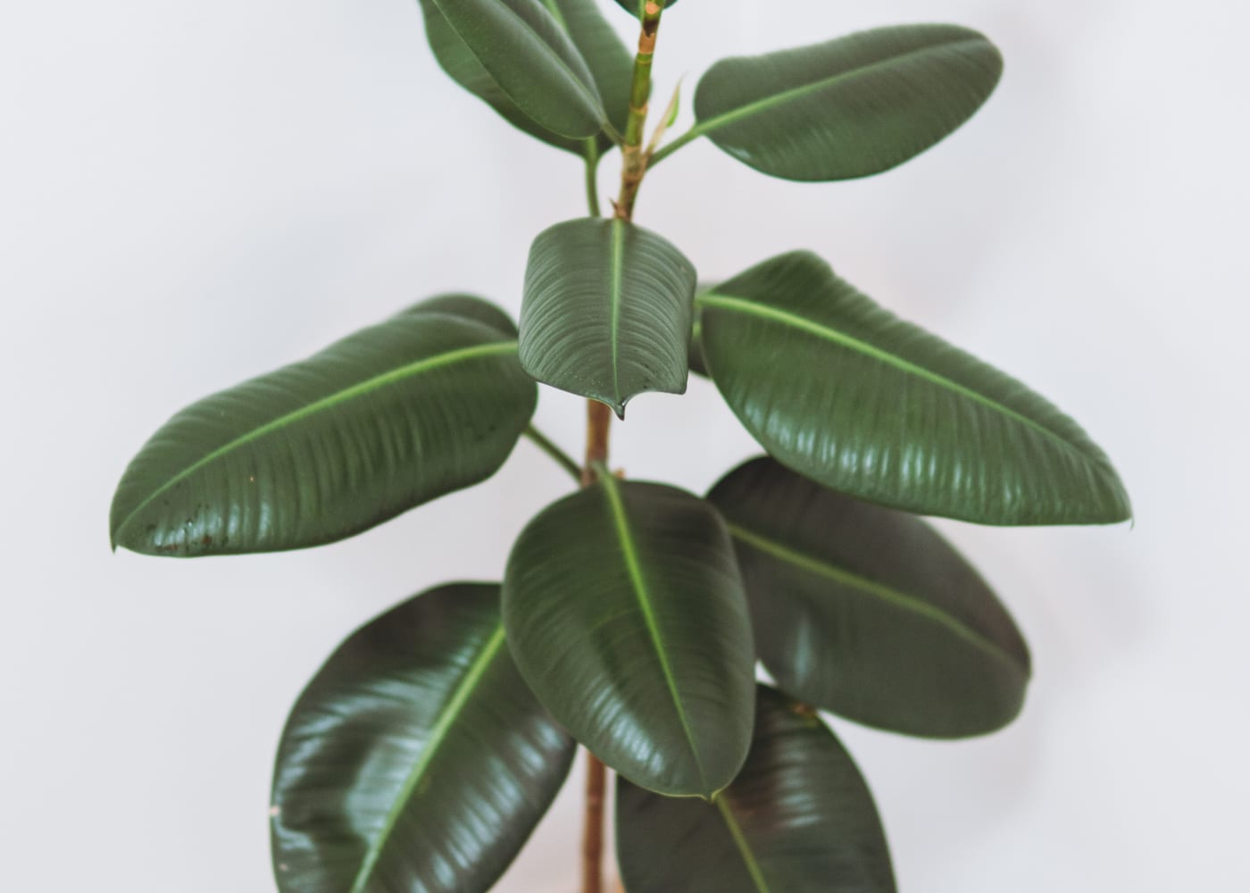 rubber plant singapore