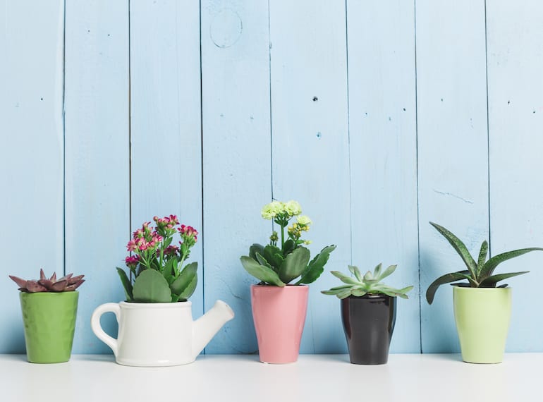 Best Indoor Plants That Are Impossible To Kill Honeykids Asia