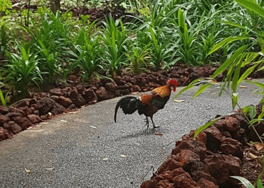 fauna fort canning hill