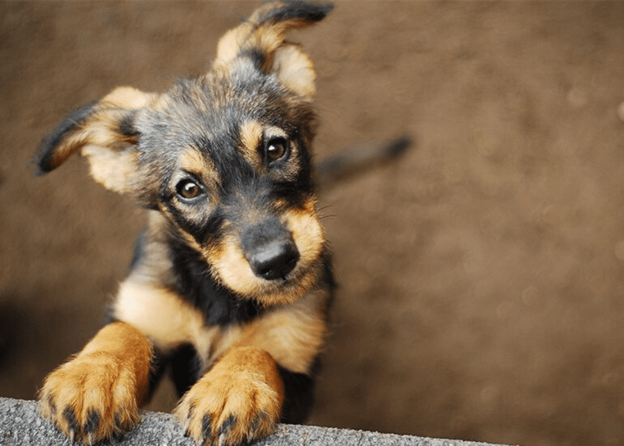 Puppy | Adopting a pet in Singapore