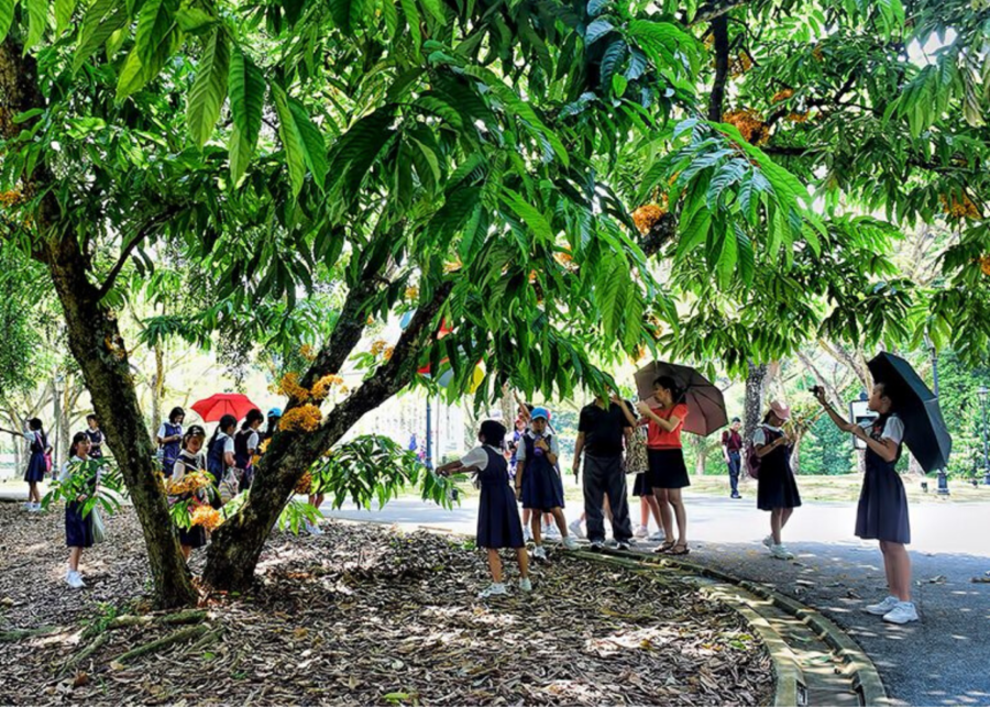 Singapore Botanic Gardens | Best playgrounds and parks in Singapore for kids of all ages