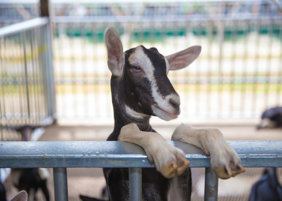 hey dairies baby goat