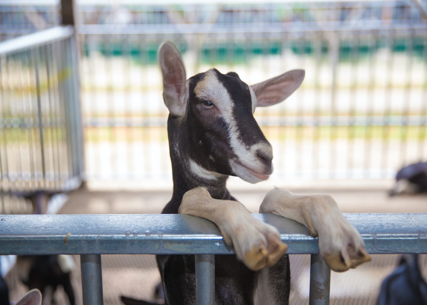 farm-visits-in-singapore-with-kids-Hay-Dairies