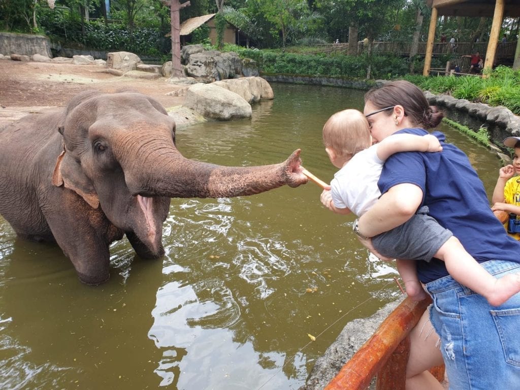 feeding elephant at singapore zoo honeykids asia amy potter