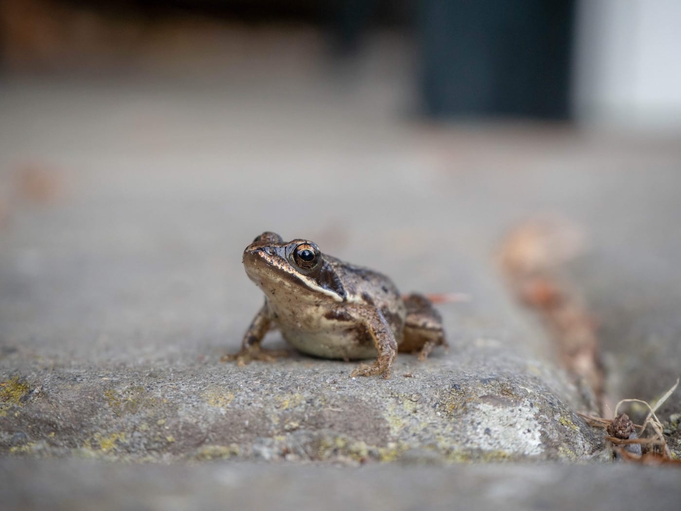 farm-visits-in-singapore-with-kids-jurong-frog-farm