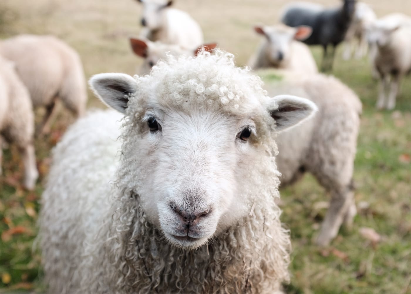farm-visits-in-singapore-with-kids-UK-Agro-Farm