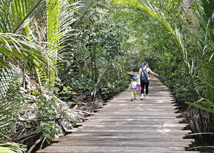 mangrove boardwalk pulau ubin singapore