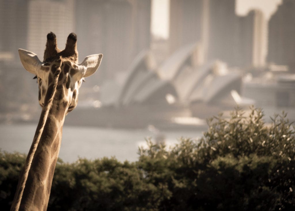 kids in sydney, taronga zoo