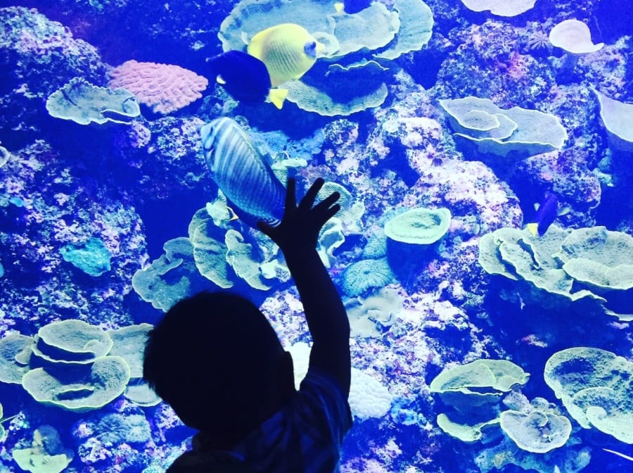 SEA Aquarium | Things to do in Sentosa