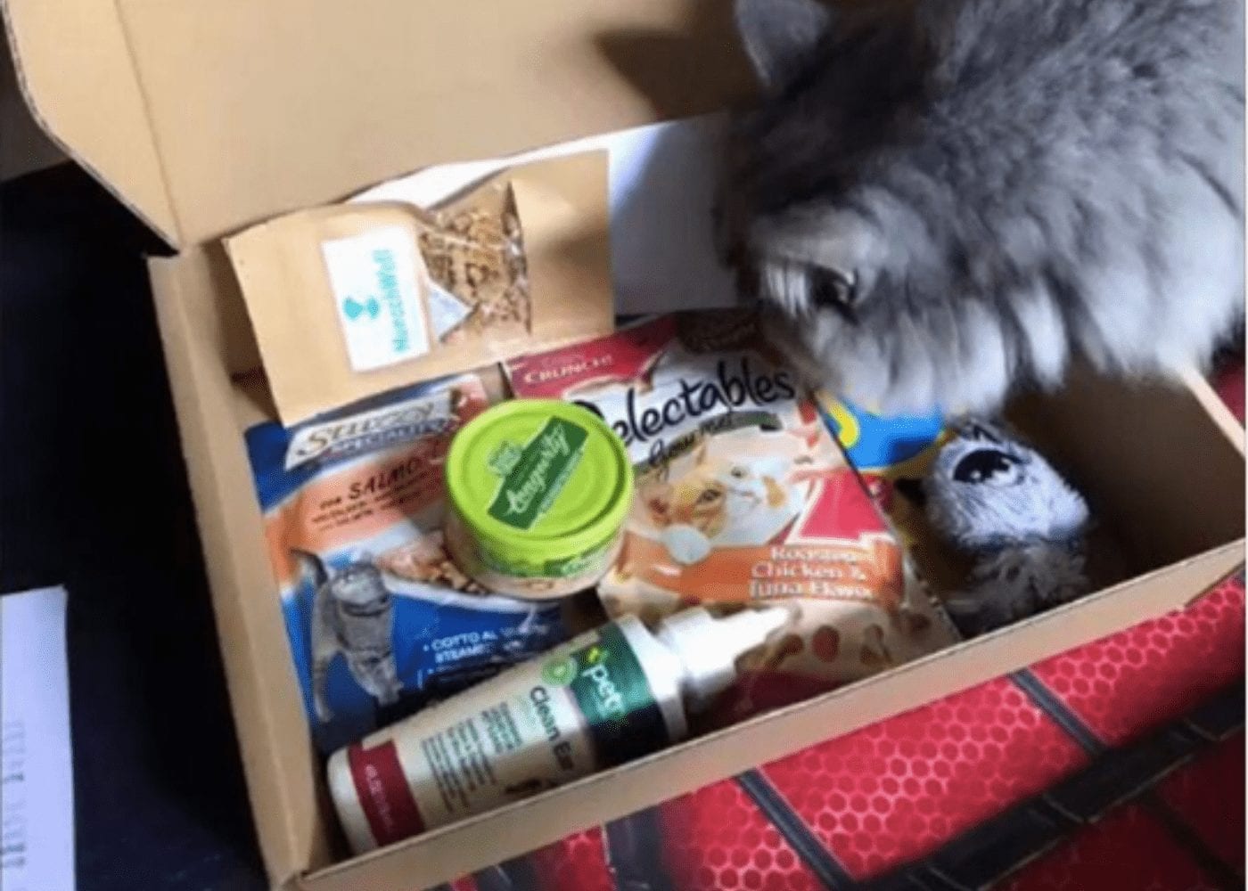 cat maobox