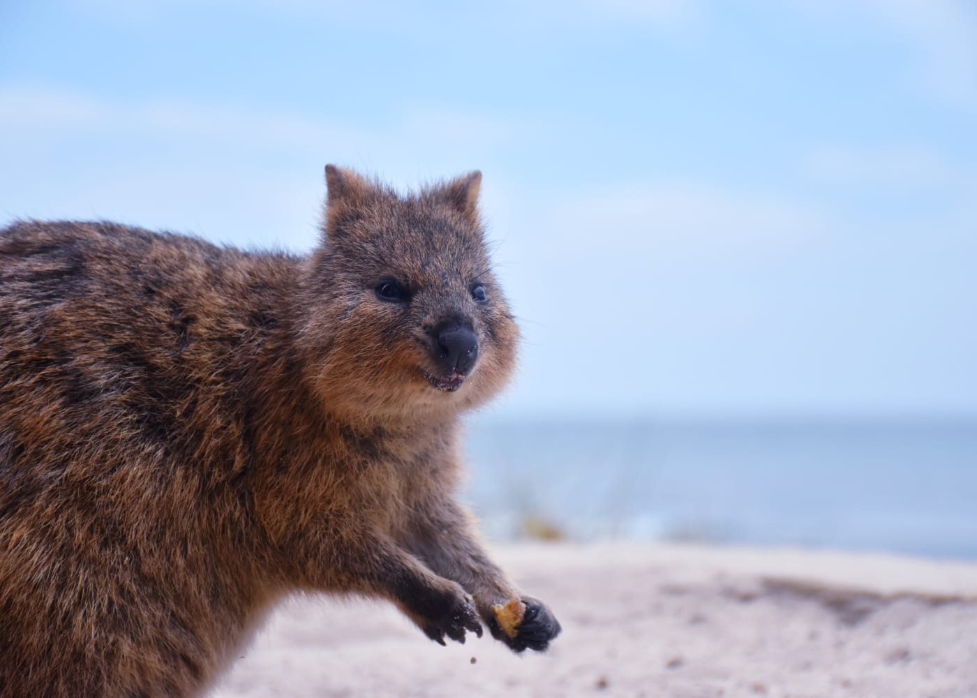 perth with kids quokka