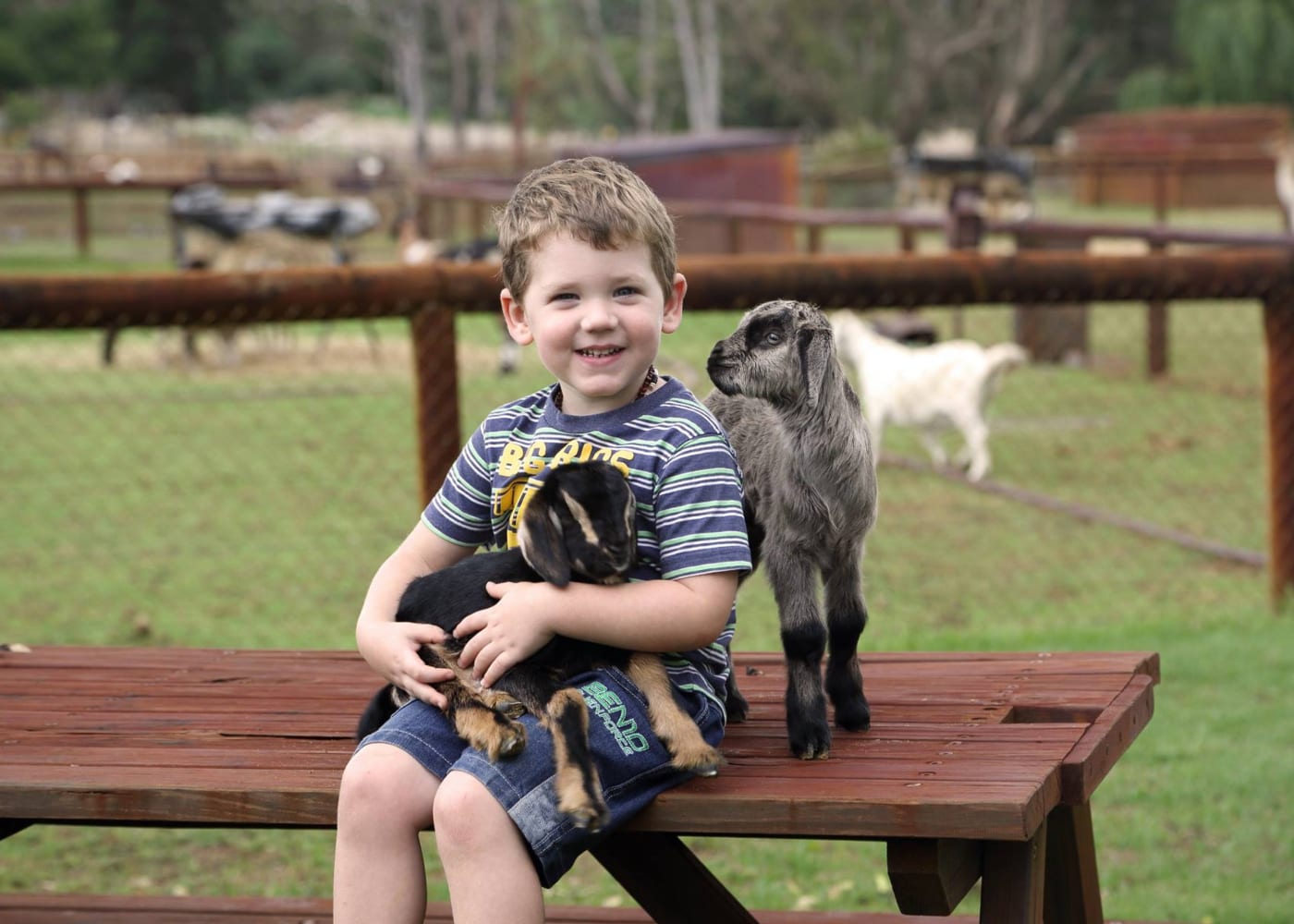 perth with kids cuddly animal farm