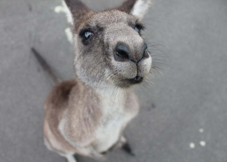 Kangaroo Island with kids: stunning scenery, wow-worthy wildlife and fabulous finds