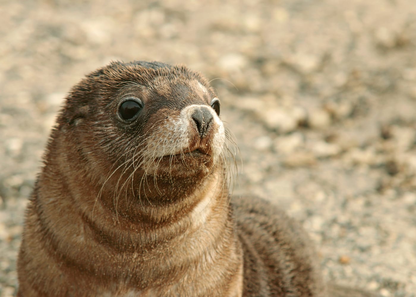 kangaroo island seal bay