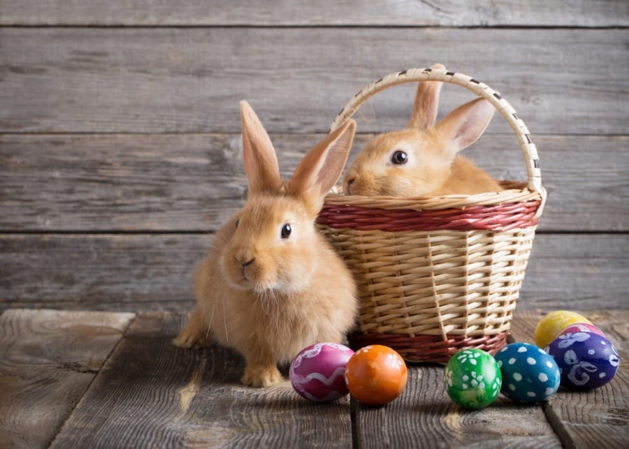 10 fun facts about Easter you never knew: we talk bunnies, bonnets and buns!