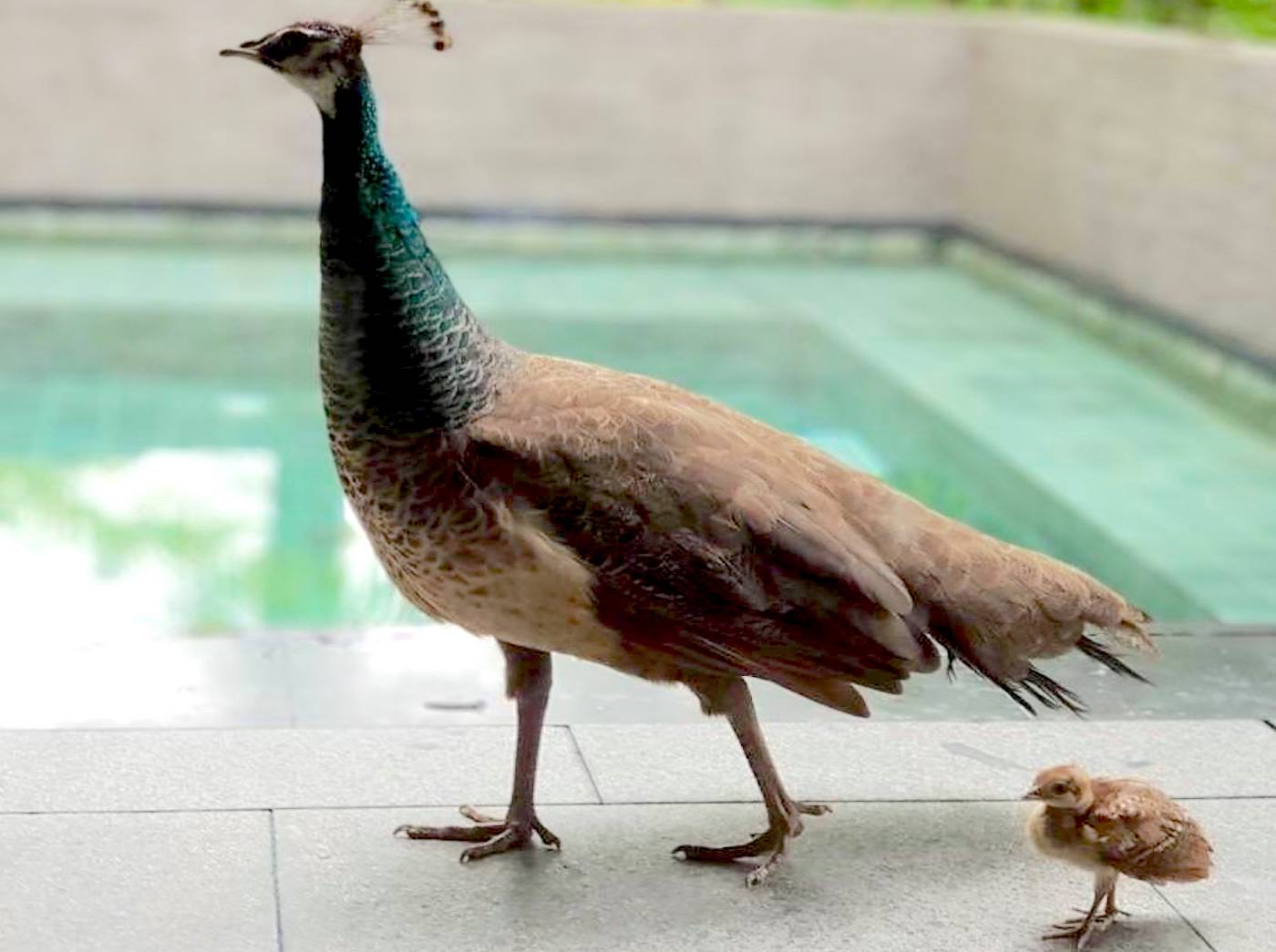 covid-19 cute animals therapy capella singapore peacocks