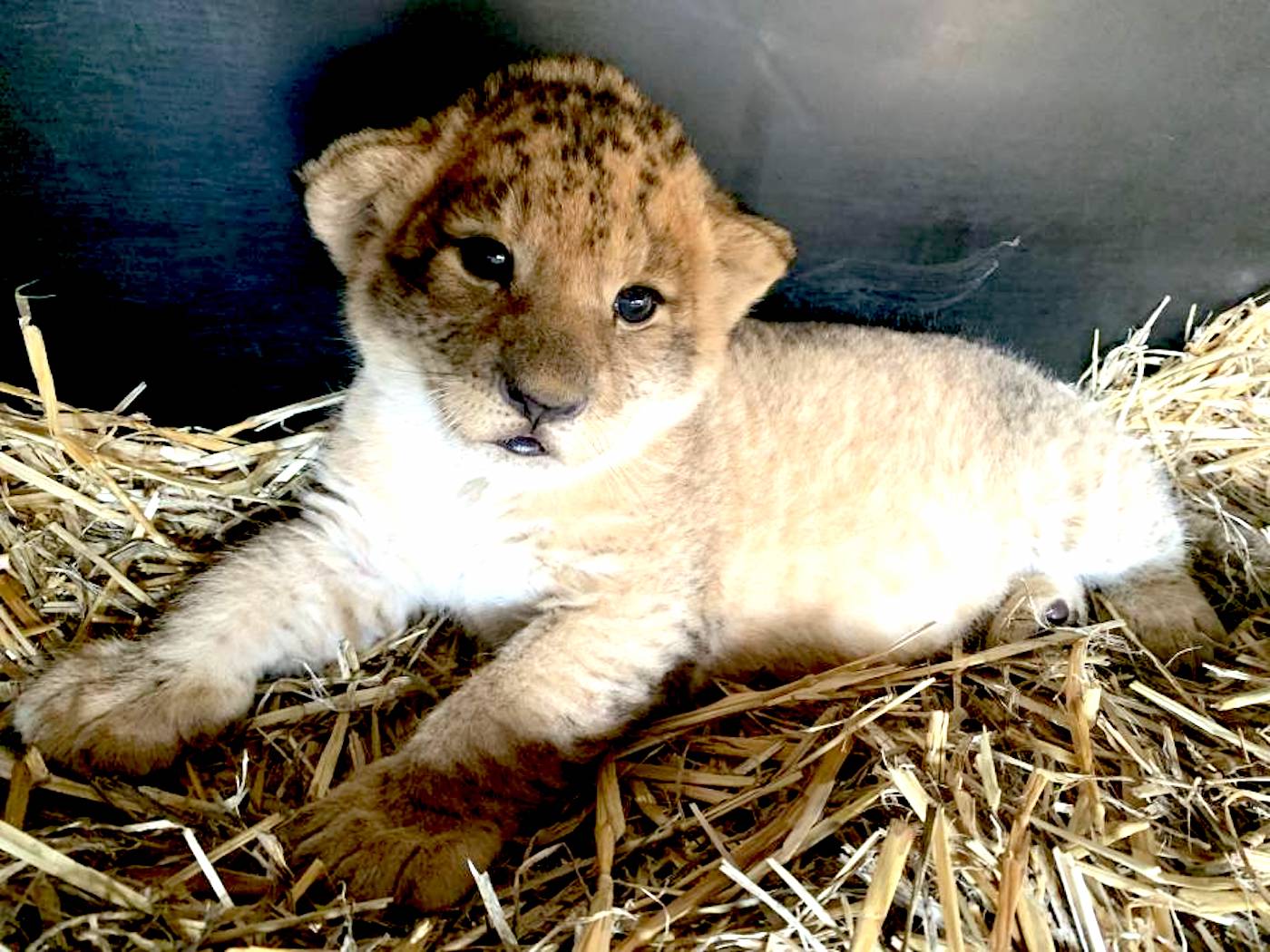 covid-19 cute animals therapy phoenix the baby lion