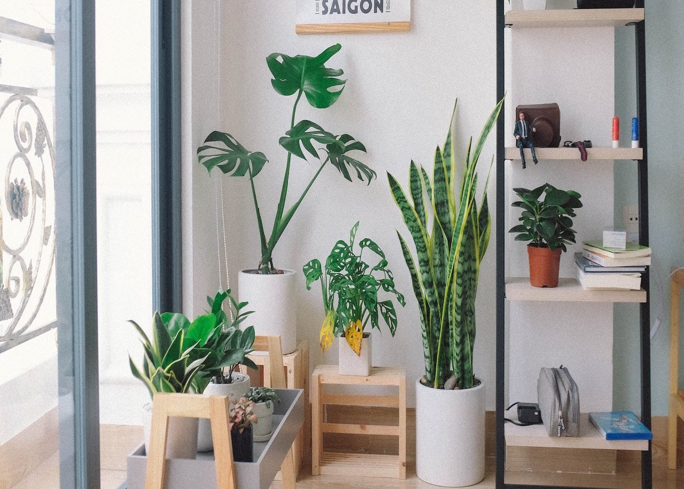 how to be a good plant parent yellow leaves